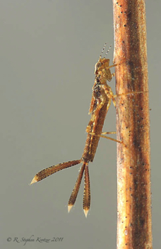 Chromagrion conditum, nymph